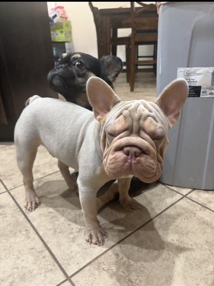 Moses, a velvet French Bulldog sire at Tye Frenchies