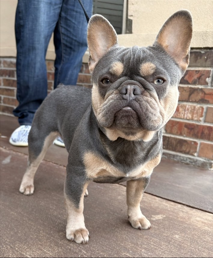 Smarty, a French Bulldog dam at Tye Frenchies